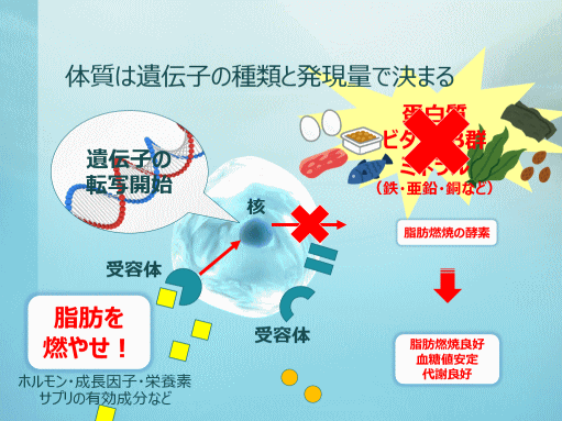 スライド：体質は遺伝子の