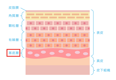 皮膚断面　基底層　基底膜